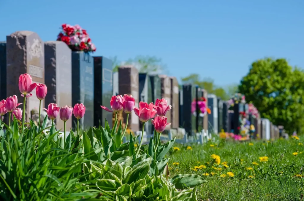 Tulipes roses en fleurs au premier plan devant des pierres tombales dans un cimetière.