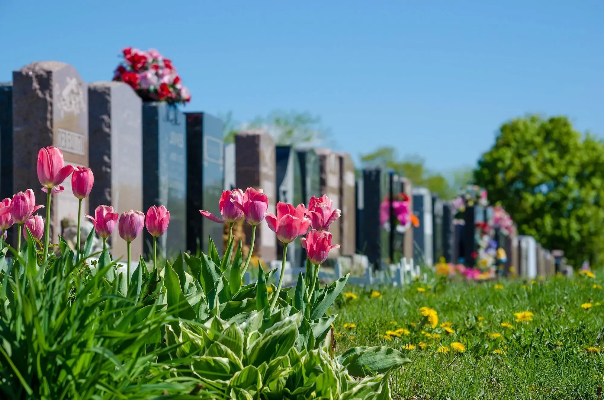 Tulipes roses en fleurs au premier plan devant des pierres tombales dans un cimetière.